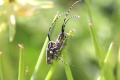 Agapanthia suturalis