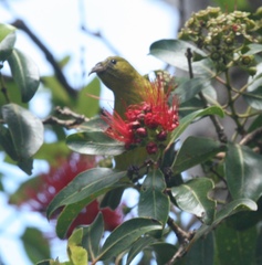 Chlorodrepanis flava