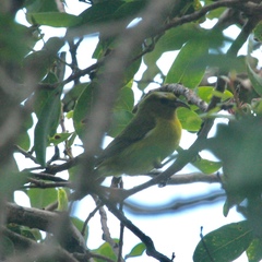 Chlorodrepanis flava