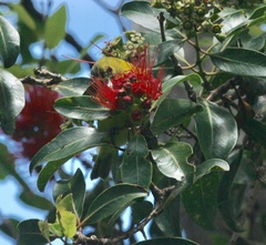 Chlorodrepanis flava