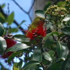 Chlorodrepanis flava