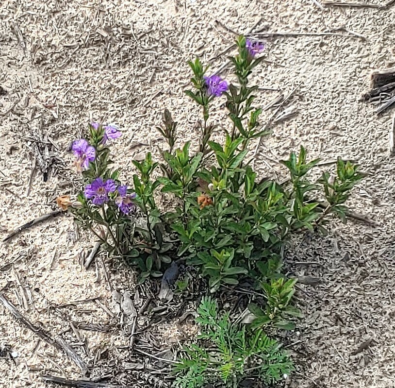 Oblongleaf snakeherb from barbara pedersen preserve on April 7, 2024 by ...