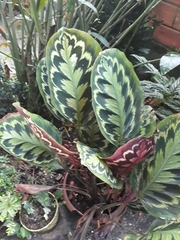 Goeppertia veitchiana