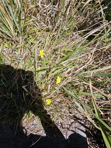 Image of Potentilla matsumurae by (c) Yu-Chang Chen, some rights reserved (CC BY)