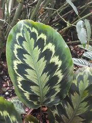 Goeppertia veitchiana