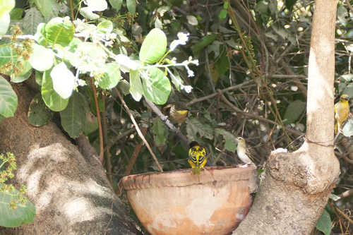Yellow-gorgeted Greenbul (Atimastillas flavicollis), photo 5