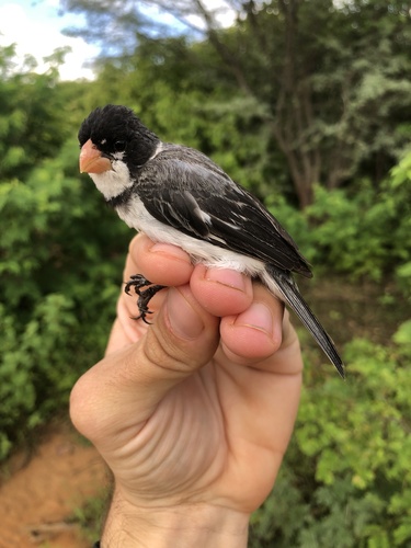 White-throated Seedeater (Sporophila albogularis), photo 7