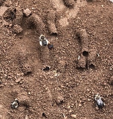 Diadasia bituberculata