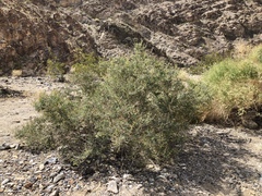 Psorothamnus arborescens minutifolius
