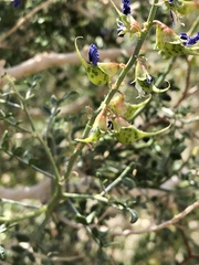 Psorothamnus arborescens minutifolius