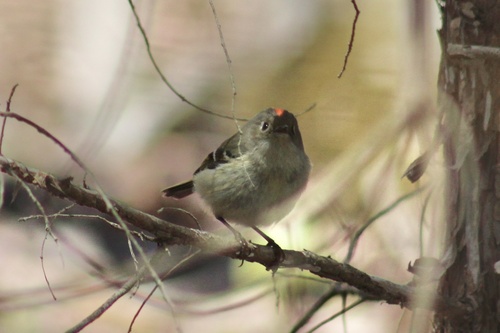 Northern Ruby-crowned Kinglet photographed in Kentucky