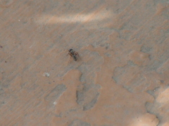 Camponotini