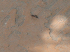 Camponotini
