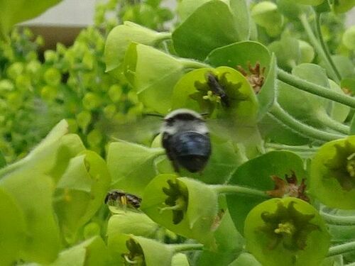Photo of Ashy Mining Bee (Andrena cineraria)