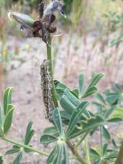 Vanessa cardui