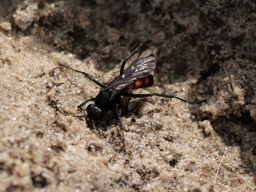 Black-banded Spider Wasp, 6075 Herkenbosch, Niederlande, photo 10 of 10