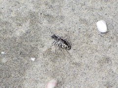 Cicindela latesignata