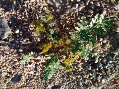 Cymopterus