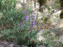Penstemon gentianoides