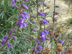 Penstemon gentianoides