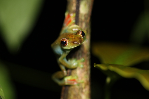 Jor Flying Frog, Zhangixalus prominanus
