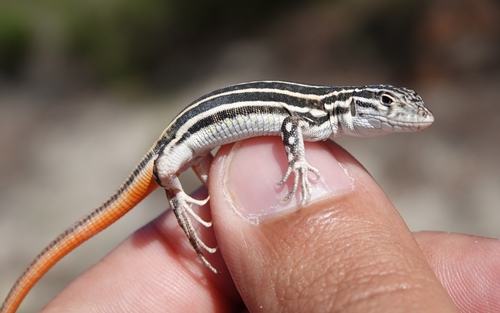 Spiny-footed Lizard, Mata dos Medos, Almada, Portugal, photo 8 of 10