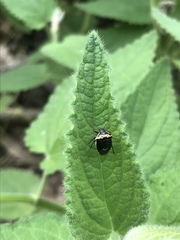 Cosmopepla conspicillaris