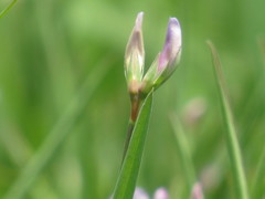 Lathyrus pusillus