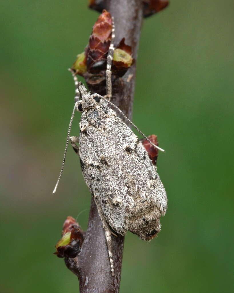 Lypusidae
