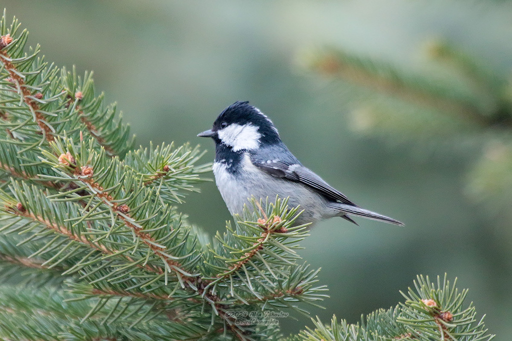 iNaturalist.org. А.Яковлев, г.Чебоксары Чувашия, апрель 2024