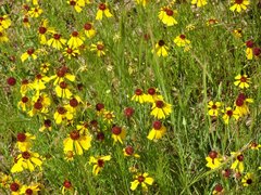 Helenium amarum badium