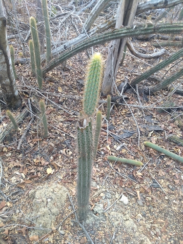 Image of Pilosocereus purpusii by (c) Juan Cruzado Cortés, some rights reserved (CC BY-SA)