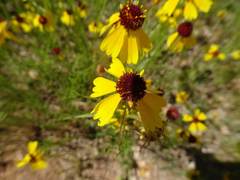 Helenium amarum badium