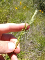 Limnodea arkansana
