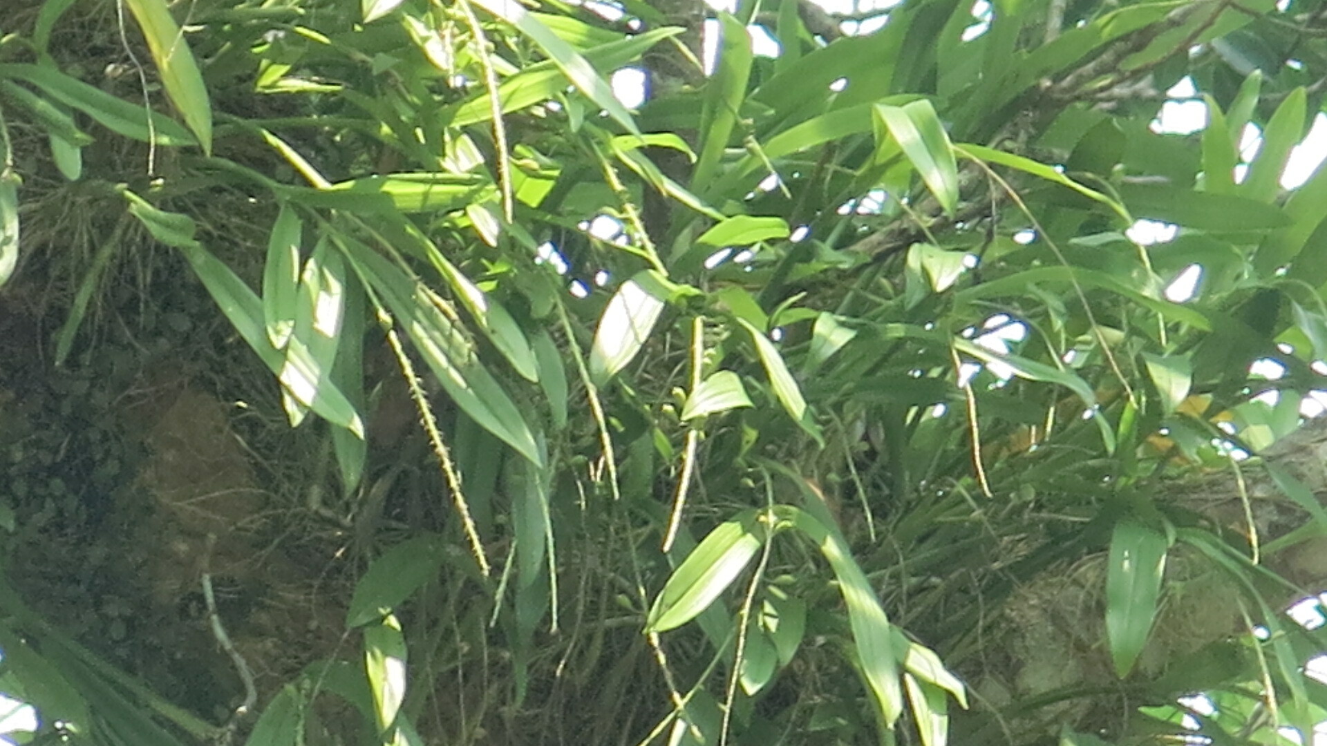 Imagem de Orquídea-gafanhoto