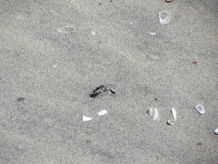 Cicindela latesignata