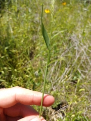 Limnodea arkansana