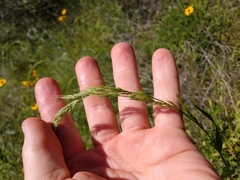 Limnodea arkansana