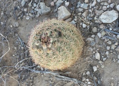 Echinomastus intertextus dasyacanthus