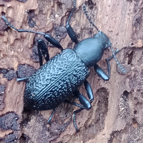Roughened Darkling Beetle