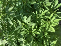 Ambrosia trifida trifida