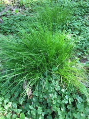 Carex bromoides