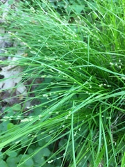 Carex bromoides