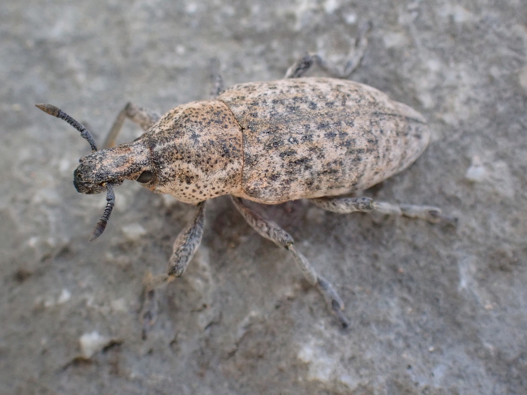 Rhabdorrhynchus seriegranosus