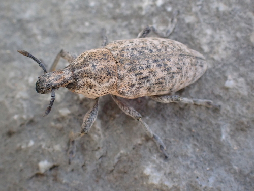 Rhabdorrhynchus seriegranosus