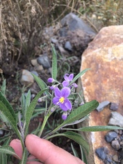 Solanum nitidum