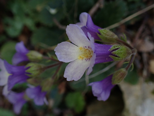 Orpheus flower (Haberlea rhodopensis)