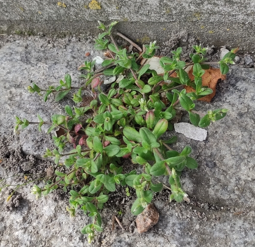 Cerastium semidecandrum iNat (3)
