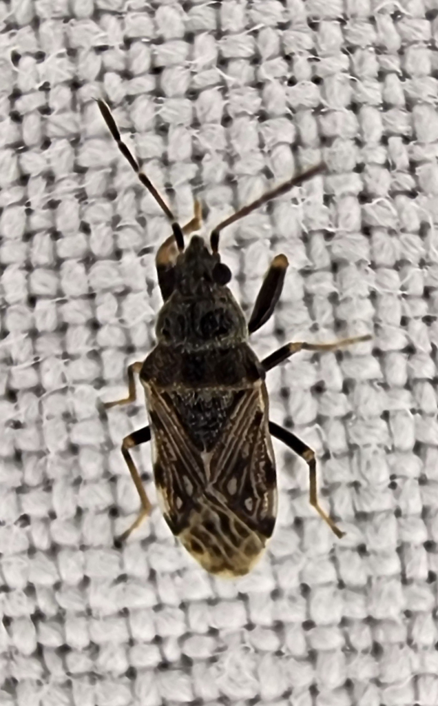 Prytanes confusus