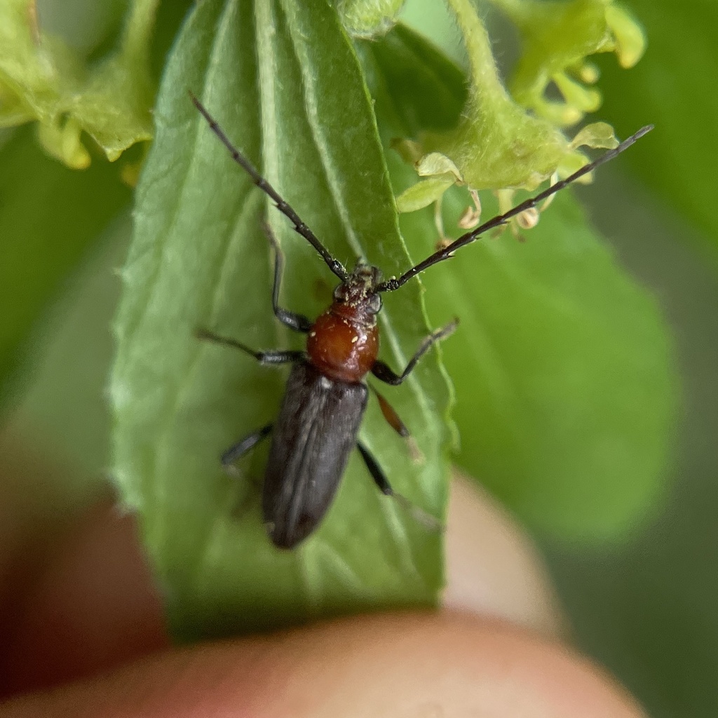 Stenosphenus dolosus